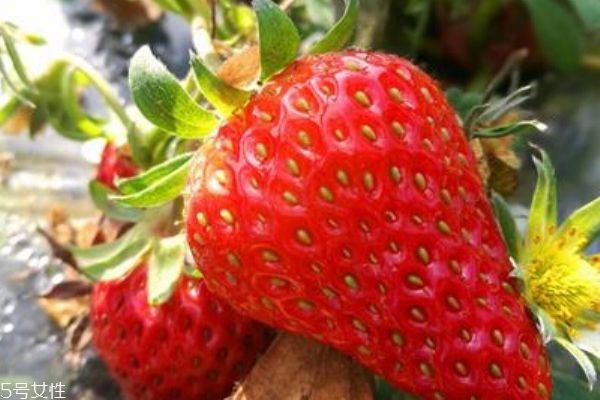 草莓是最臟的水果嗎 別再誣賴草莓啦 草莓是最臟的水果嗎 別再誣賴草莓啦