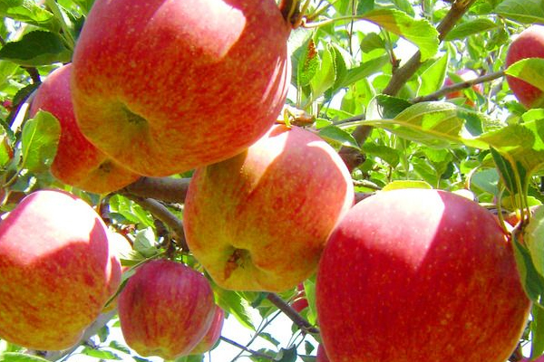 蘋果上蠟?zāi)艹詥?工業(yè)蠟含鉛汞 蘋果上蠟?zāi)艹詥?工業(yè)蠟含鉛汞