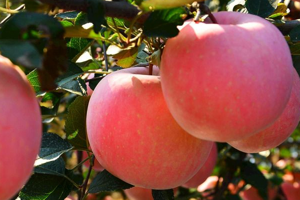 蘋果上蠟?zāi)艹詥?工業(yè)蠟含鉛汞 蘋果上蠟?zāi)艹詥?工業(yè)蠟含鉛汞