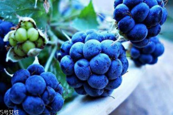 孕婦能吃藍莓嗎 來月經可以吃藍莓嗎 孕婦能吃藍莓嗎 來月經可以吃藍莓嗎
