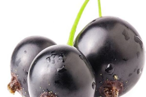 黑加侖和葡萄的區(qū)別 黑加侖的功效和作用 黑加侖和葡萄的區(qū)別 黑加侖的功效和作用
