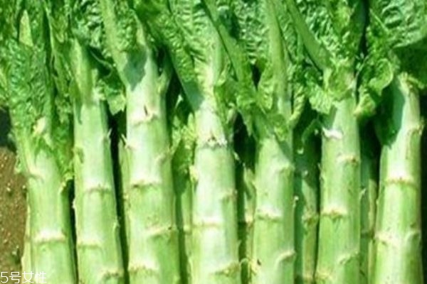 如何挑選萵苣 4步教你挑選新鮮嫩萵苣 如何挑選萵苣 4步教你挑選新鮮嫩萵苣