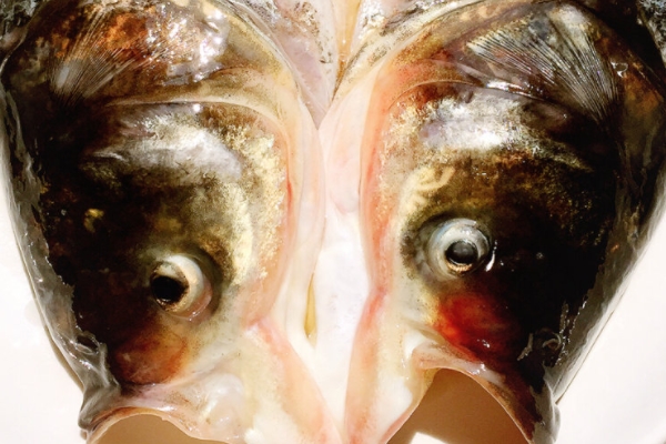 剁椒魚頭用什么魚 胖頭魚最佳 剁椒魚頭用什么魚 胖頭魚最佳