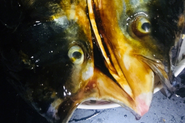 剁椒魚頭要放鹽嗎 千萬別多此一舉 剁椒魚頭要放鹽嗎 千萬別多此一舉