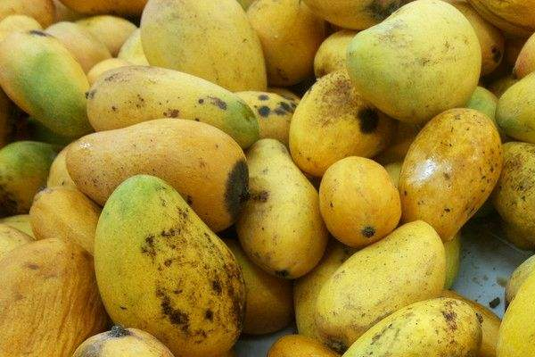 芒果果皮長黑斑能吃嗎 口感發(fā)酸不好吃 芒果果皮長黑斑能吃嗎 口感發(fā)酸不好吃