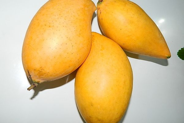 芒果哪個地方的好 國內(nèi)外芒果大pk