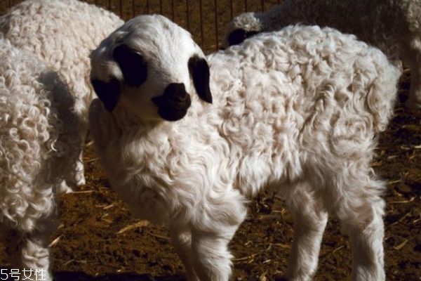 羊羔毛是什么成分 小羊羔身上的毛 羊羔毛是什么成分 小羊羔身上的毛