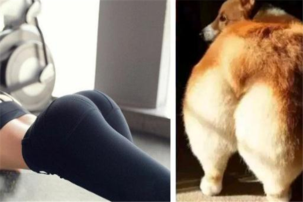 柯基臀什么意思 形容身材好 柯基臀什么意思 形容身材好