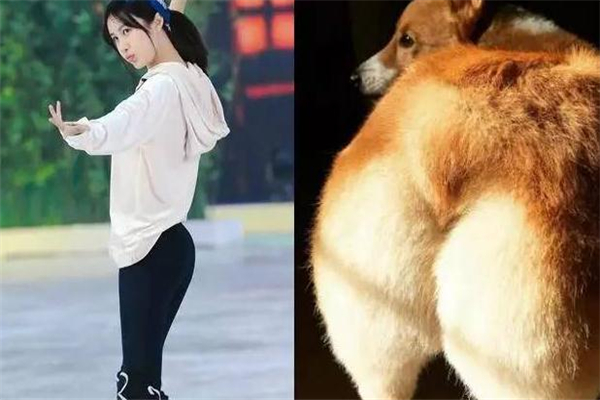 柯基臀跟蝴蝶臀有什么區(qū)別 區(qū)別是這些 柯基臀跟蝴蝶臀有什么區(qū)別 區(qū)別是這些