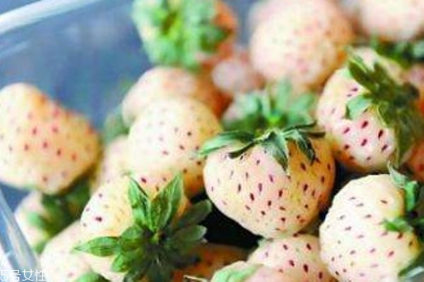 白色草莓叫什么 白色草莓多少錢(qián)一斤 白色草莓叫什么 白色草莓多少錢(qián)一斤