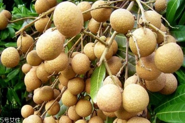 孕婦能吃桂圓嗎 哪些人不能吃桂圓 孕婦能吃桂圓嗎 哪些人不能吃桂圓