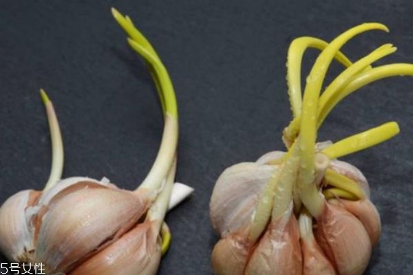 大蒜綠了還能吃嗎 大蒜怎么保存 大蒜綠了還能吃嗎 大蒜怎么保存