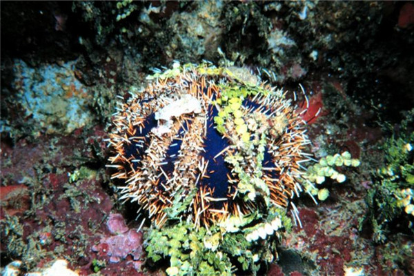 臺灣和日本常見食用海膽種類 臺灣和日本常見食用海膽種類