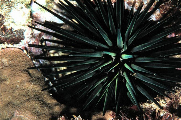 臺灣和日本常見食用海膽種類 臺灣和日本常見食用海膽種類