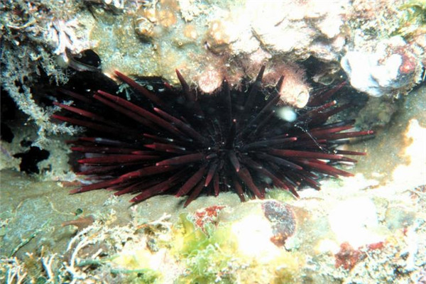 臺灣和日本常見食用海膽種類 臺灣和日本常見食用海膽種類
