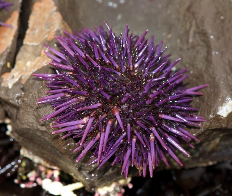 臺灣和日本常見食用海膽種類 臺灣和日本常見食用海膽種類