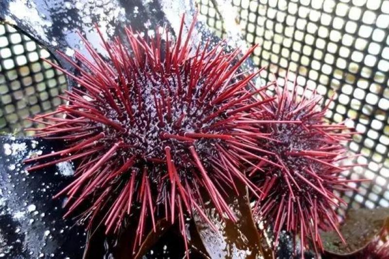 臺灣和日本常見食用海膽種類 臺灣和日本常見食用海膽種類