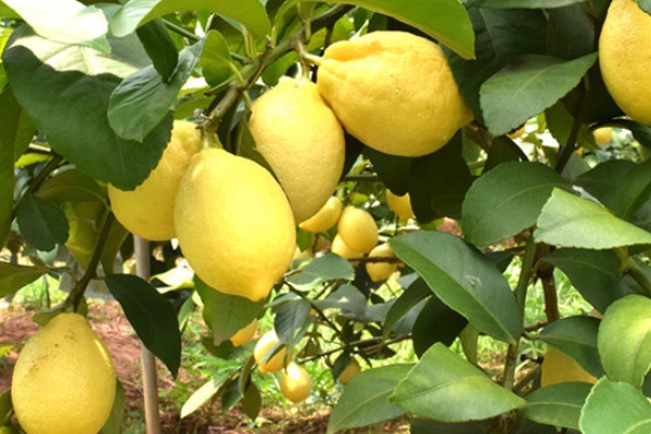 檸檬能美白牙齒嗎 這樣做就對(duì)了 檸檬能美白牙齒嗎 這樣做就對(duì)了