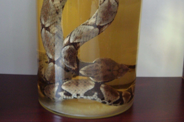 勁酒是白酒還是黃酒 它屬于藥酒 勁酒是白酒還是黃酒 它屬于藥酒