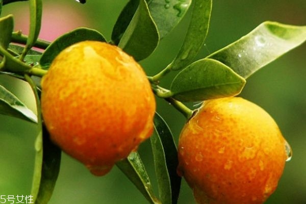 金錢(qián)橘的皮可以吃嗎 金錢(qián)橘的吃法 金錢(qián)橘的皮可以吃嗎 金錢(qián)橘的吃法