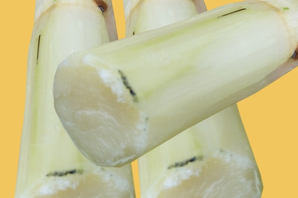 甘蔗會回奶嗎 少吃為妙 甘蔗會回奶嗎 少吃為妙