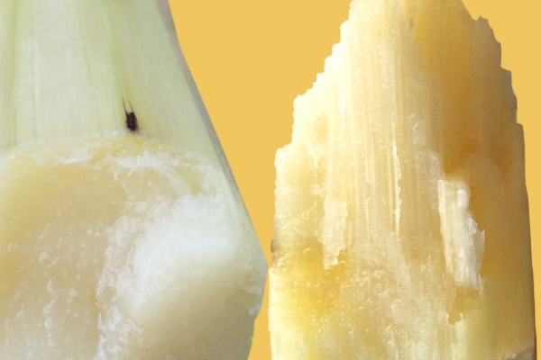 甘蔗會回奶嗎 少吃為妙 甘蔗會回奶嗎 少吃為妙