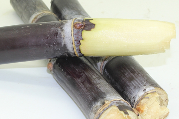 甘蔗哪個部位最甜 當然是這里了 甘蔗哪個部位最甜 當然是這里了