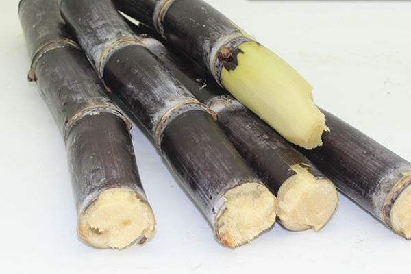 甘蔗哪個部位最甜 當然是這里了 甘蔗哪個部位最甜 當然是這里了