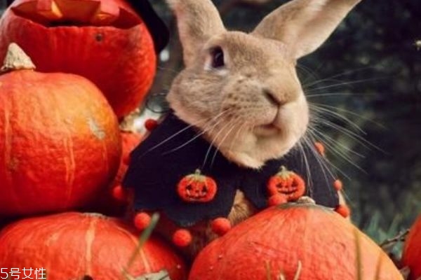 南瓜粥用什么南瓜 老南瓜做出來最好吃 南瓜粥用什么南瓜 老南瓜做出來最好吃