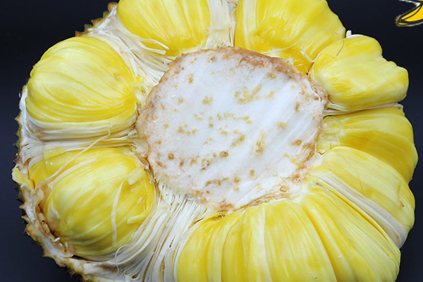 菠蘿蜜干苞和濕苞的區(qū)別 菠蘿蜜干苞和濕苞哪個好 菠蘿蜜干苞和濕苞的區(qū)別 菠蘿蜜干苞和濕苞哪個好