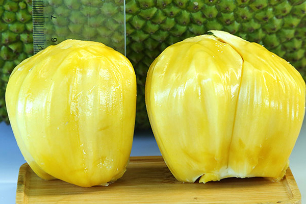 菠蘿蜜干苞和濕苞的區(qū)別 菠蘿蜜干苞和濕苞哪個好 菠蘿蜜干苞和濕苞的區(qū)別 菠蘿蜜干苞和濕苞哪個好