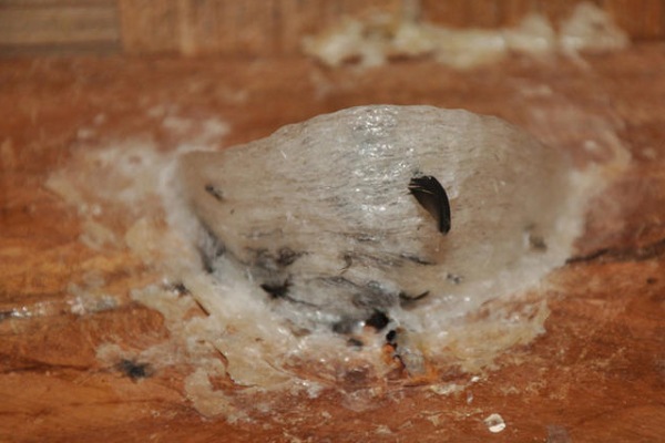 草燕窩能不能吃 草燕窩是什么樣子圖片 草燕窩能不能吃 草燕窩是什么樣子圖片