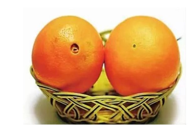 橙子分公母嗎 如何挑選橙子 橙子分公母嗎 如何挑選橙子