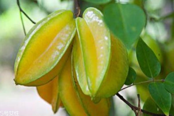 楊桃和什么一起榨汁 楊桃的其他吃法 楊桃和什么一起榨汁 楊桃的其他吃法