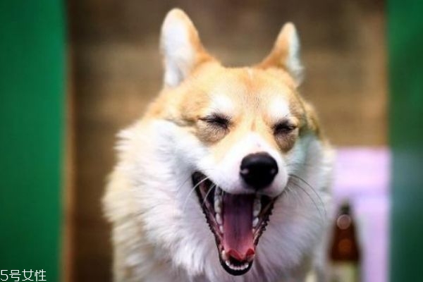 懷孕能養(yǎng)狗嗎 懷孕養(yǎng)狗注意事項(xiàng) 懷孕能養(yǎng)狗嗎 懷孕養(yǎng)狗注意事項(xiàng)