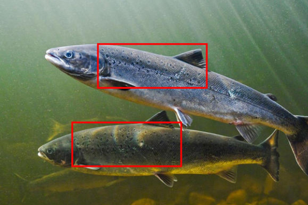 三文魚(yú)野生和人工怎么區(qū)分 野生三文魚(yú)圖片