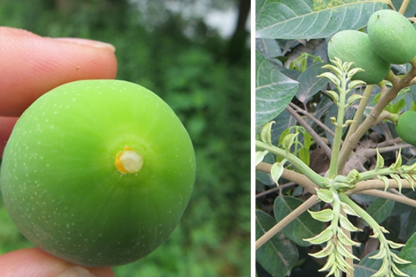 橄欖能直接吃嗎 最簡(jiǎn)單的吃法