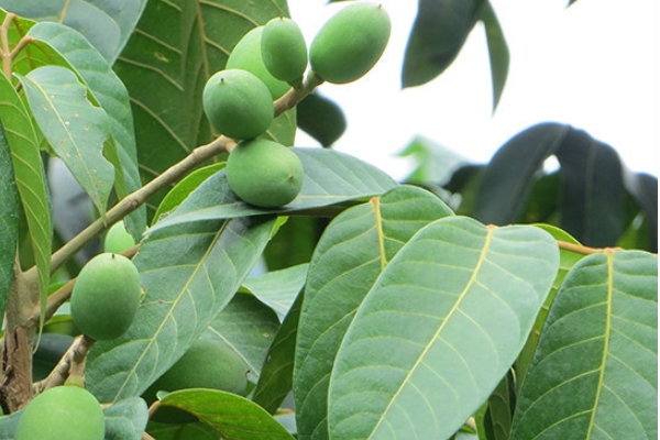 橄欖能直接吃嗎 最簡(jiǎn)單的吃法