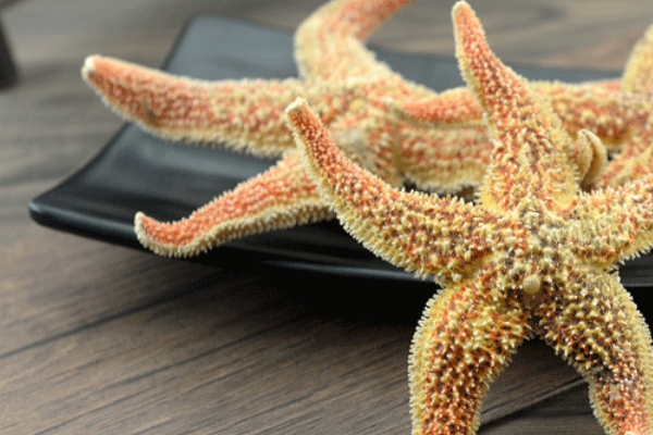 海星怎么煲湯 方法很簡單 海星怎么煲湯 方法很簡單