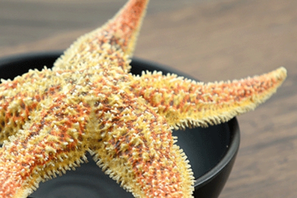 海星怎么煲湯 方法很簡單 海星怎么煲湯 方法很簡單