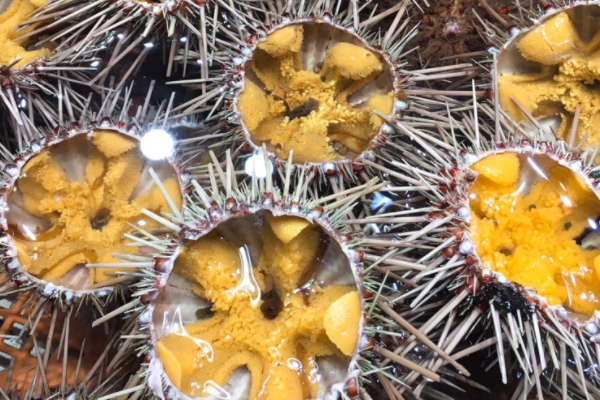 新鮮海膽能保存幾天 最多三天 新鮮海膽能保存幾天 最多三天