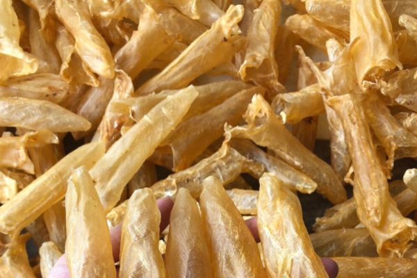 魚膠能和銀耳一起燉嗎 當然是可以的 魚膠能和銀耳一起燉嗎 當然是可以的