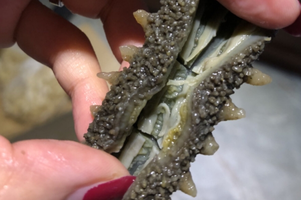 海參要泡多久 一天一夜即可 海參要泡多久 一天一夜即可