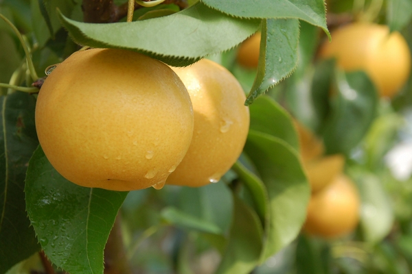 冬季我們應(yīng)該吃些什么樣的水果才好 冬季我們應(yīng)該吃些什么樣的水果才好