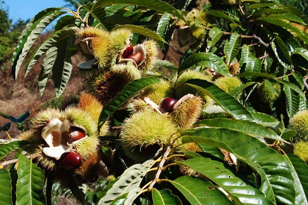 冬季我們應(yīng)該吃些什么樣的水果才好 冬季我們應(yīng)該吃些什么樣的水果才好