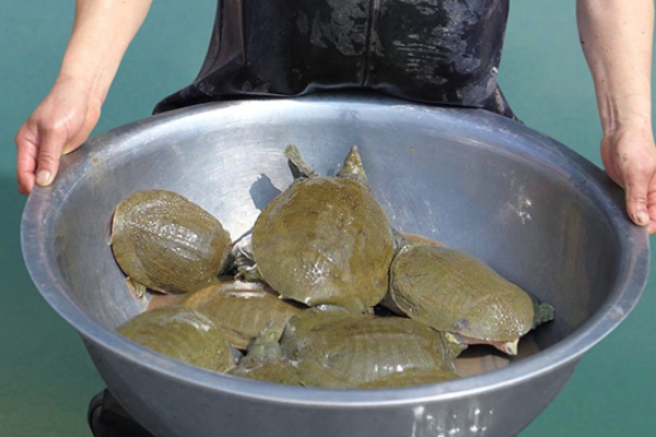 甲魚怎么做 教你做美味甲魚湯 甲魚怎么做 教你做美味甲魚湯