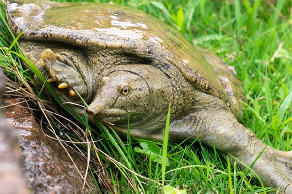 甲魚好吃嗎 營(yíng)養(yǎng)又美味 甲魚好吃嗎 營(yíng)養(yǎng)又美味