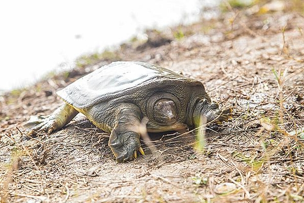 甲魚沒吃完怎么保存 這樣保存才對(duì) 甲魚沒吃完怎么保存 這樣保存才對(duì)