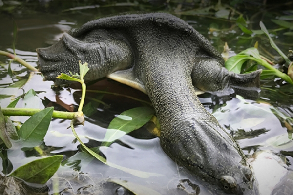 甲魚沒吃完怎么保存 這樣保存才對(duì) 甲魚沒吃完怎么保存 這樣保存才對(duì)