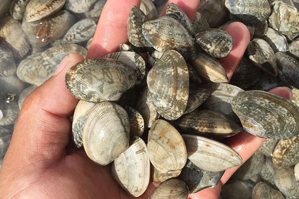 花甲有寄生蟲嗎 有可能會(huì)有 花甲有寄生蟲嗎 有可能會(huì)有